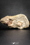 07433 - Beautiful 0.55 Inch Stephanodus Partial Dentary Bone in Natural Matrix Late Cretaceous