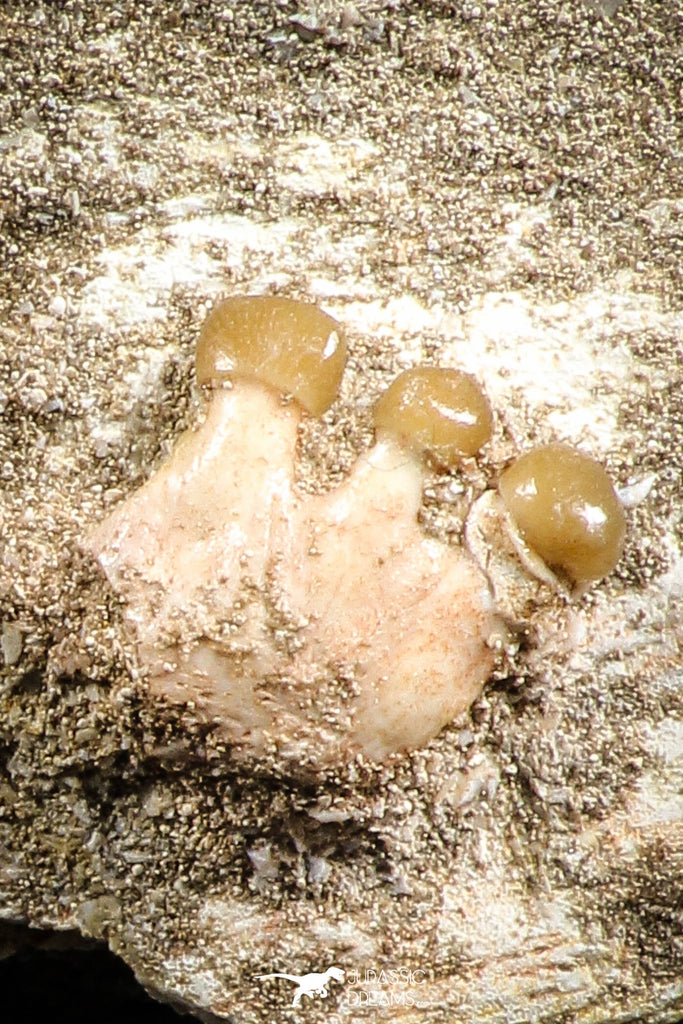 07433 - Beautiful 0.55 Inch Stephanodus Partial Dentary Bone in Natural Matrix Late Cretaceous