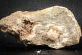 07433 - Beautiful 0.55 Inch Stephanodus Partial Dentary Bone in Natural Matrix Late Cretaceous