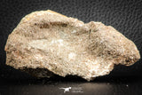 07433 - Beautiful 0.55 Inch Stephanodus Partial Dentary Bone in Natural Matrix Late Cretaceous