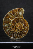 20316 - Cut & Polished 1.48 Inch Cleoniceras sp Lower Cretaceous Ammonite Madagascar - Agatized