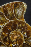 20316 - Cut & Polished 1.48 Inch Cleoniceras sp Lower Cretaceous Ammonite Madagascar - Agatized