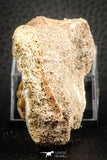 07433 - Beautiful 0.55 Inch Stephanodus Partial Dentary Bone in Natural Matrix Late Cretaceous