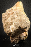 07433 - Beautiful 0.55 Inch Stephanodus Partial Dentary Bone in Natural Matrix Late Cretaceous