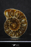 20316 - Cut & Polished 1.48 Inch Cleoniceras sp Lower Cretaceous Ammonite Madagascar - Agatized