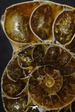 20316 - Cut & Polished 1.48 Inch Cleoniceras sp Lower Cretaceous Ammonite Madagascar - Agatized