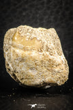 07434 - Top Quality 0.72 Inch Stephanodus Partial Dentary Bone in Natural Matrix Late Cretaceous