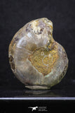 20316 - Cut & Polished 1.48 Inch Cleoniceras sp Lower Cretaceous Ammonite Madagascar - Agatized