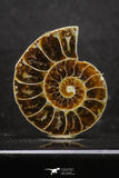 20317 - Cut & Polished 1.44 Inch Cleoniceras sp Lower Cretaceous Ammonite Madagascar - Agatized
