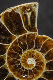 20317 - Cut & Polished 1.44 Inch Cleoniceras sp Lower Cretaceous Ammonite Madagascar - Agatized