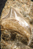 07435 - Top Quality 0.95 Inch Squalicorax pristodontus (Crow Shark) Tooth in Natural Matrix