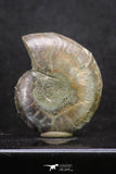 20317 - Cut & Polished 1.44 Inch Cleoniceras sp Lower Cretaceous Ammonite Madagascar - Agatized