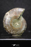 20317 - Cut & Polished 1.44 Inch Cleoniceras sp Lower Cretaceous Ammonite Madagascar - Agatized