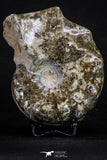 20318 -  Nice Polished 4.93 Inch Mammites nodosoides (Ammonite) Upper Cretaceous Turonian