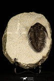30259 - Tower Eyed 2.09 Inch Erbenochile issoumourensis Lower Devonian Trilobite