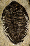 30259 - Tower Eyed 2.09 Inch Erbenochile issoumourensis Lower Devonian Trilobite