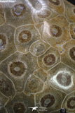 20319 - Devonian 3.91 Inch Polished Fossil Rugose Coral Hexagonaria sp