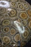 20320 - Devonian 3.72 Inch Polished Fossil Rugose Coral Hexagonaria sp