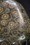 20322 - Devonian 3.07 Inch Polished Fossil Rugose Coral Hexagonaria sp