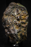 21381 -  Sericho Pallasite Meteorite Polished Section 24g Fell in Kenya