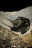 30267 - Outstanding 1.68 Inch Ceratarges sp Middle Devonian Trilobite