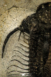 30268 - Top Rare 1.97 Inch Quadrops flexuosa Devonian Trilobite