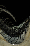 30268 - Top Rare 1.97 Inch Quadrops flexuosa Devonian Trilobite
