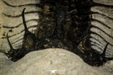 30268 - Top Rare 1.97 Inch Quadrops flexuosa Devonian Trilobite