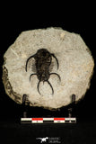 30272 - Outstanding 1.86 Inch Ceratarges sp Middle Devonian Trilobite