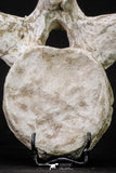 20341 - Museum Grade 11.65 Inch Elasmosaurus (Zarafasaura oceanis) Vertebra Bone
