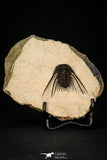 30273 - Outstanding 1.70 Inch Kettneraspis prescheri (Long Occipital Horn) Lower Devonian Trilobite