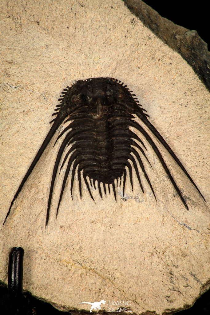 30273 - Outstanding 1.70 Inch Kettneraspis prescheri (Long Occipital Horn) Lower Devonian Trilobite