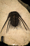 30273 - Outstanding 1.70 Inch Kettneraspis prescheri (Long Occipital Horn) Lower Devonian Trilobite