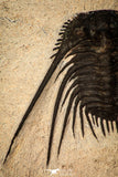 30273 - Outstanding 1.70 Inch Kettneraspis prescheri (Long Occipital Horn) Lower Devonian Trilobite