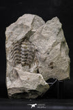 20342 - Beautiful 4.56 Inch Selenopeltis macrophtalma Upper Ordovician Trilobite