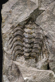 20342 - Beautiful 4.56 Inch Selenopeltis macrophtalma Upper Ordovician Trilobite