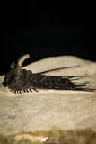 30273 - Outstanding 1.70 Inch Kettneraspis prescheri (Long Occipital Horn) Lower Devonian Trilobite