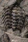 20342 - Beautiful 4.56 Inch Selenopeltis macrophtalma Upper Ordovician Trilobite