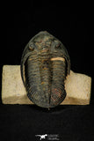 30275 - Top Quality 3.89 Inch  Zlichovaspis rugosa Lower Devonian Trilobite