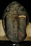 30275 - Top Quality 3.89 Inch  Zlichovaspis rugosa Lower Devonian Trilobite