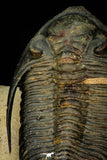 30275 - Top Quality 3.89 Inch  Zlichovaspis rugosa Lower Devonian Trilobite