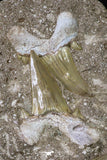 20344 - Museum Grade Association of 11 Otodus obliquus Shark Teeth in Matrix Paleocene