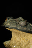 30275 - Top Quality 3.89 Inch  Zlichovaspis rugosa Lower Devonian Trilobite