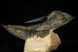 30275 - Top Quality 3.89 Inch  Zlichovaspis rugosa Lower Devonian Trilobite