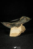 30275 - Top Quality 3.89 Inch  Zlichovaspis rugosa Lower Devonian Trilobite