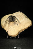 30276 - Outstanding 2.14 Inch Kettneraspis prescheri (Long Occipital Horn) Lower Devonian Trilobite