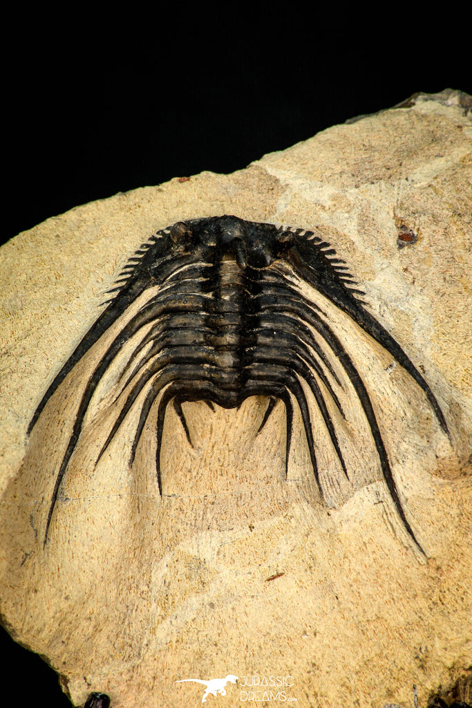 30276 - Outstanding 2.14 Inch Kettneraspis prescheri (Long Occipital Horn) Lower Devonian Trilobite