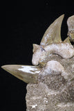 20346 - Museum Grade Association of 5 Otodus obliquus Shark Teeth in Matrix Paleocene
