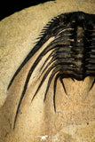 30276 - Outstanding 2.14 Inch Kettneraspis prescheri (Long Occipital Horn) Lower Devonian Trilobite