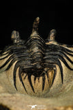 30276 - Outstanding 2.14 Inch Kettneraspis prescheri (Long Occipital Horn) Lower Devonian Trilobite